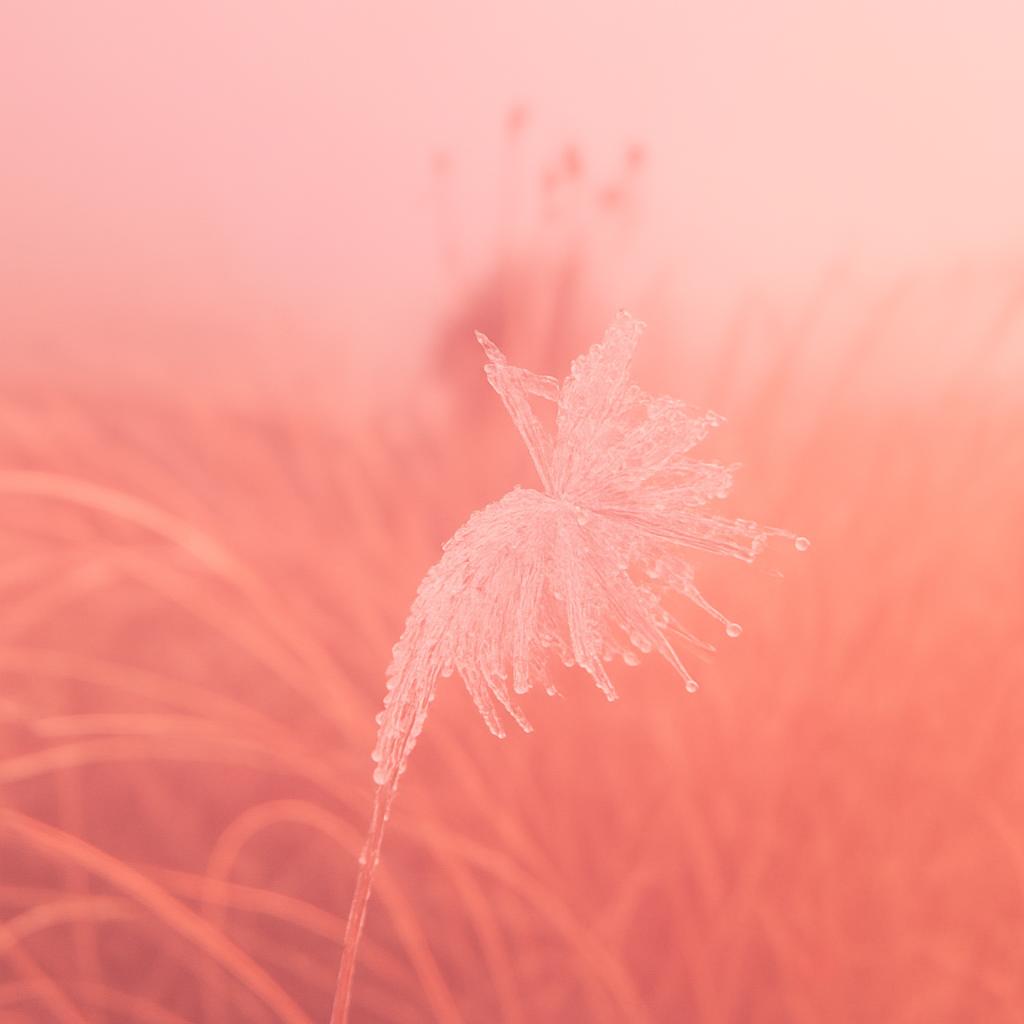 image(2)